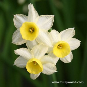 narcissusflower