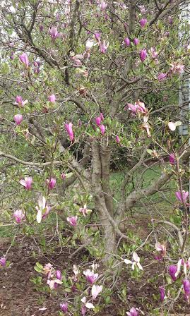 magnoliatree